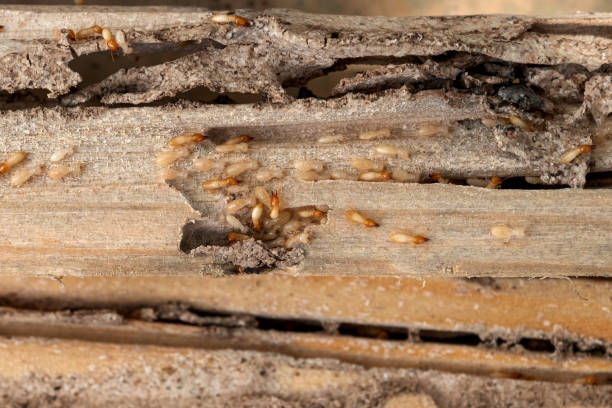 Best Pest Removal Services  in Shiprock, NM